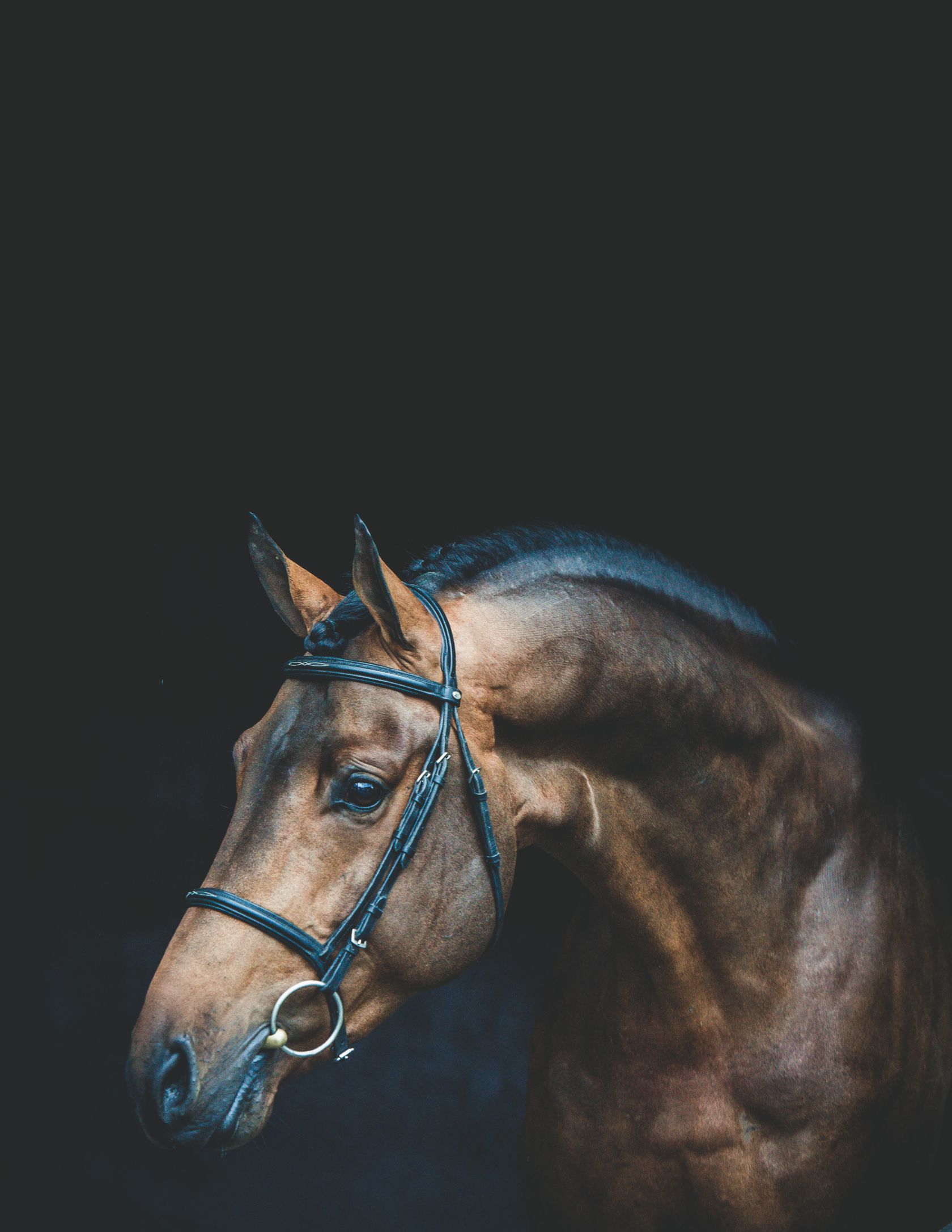 Dourkhan Hero Z - WellGrove Breeders