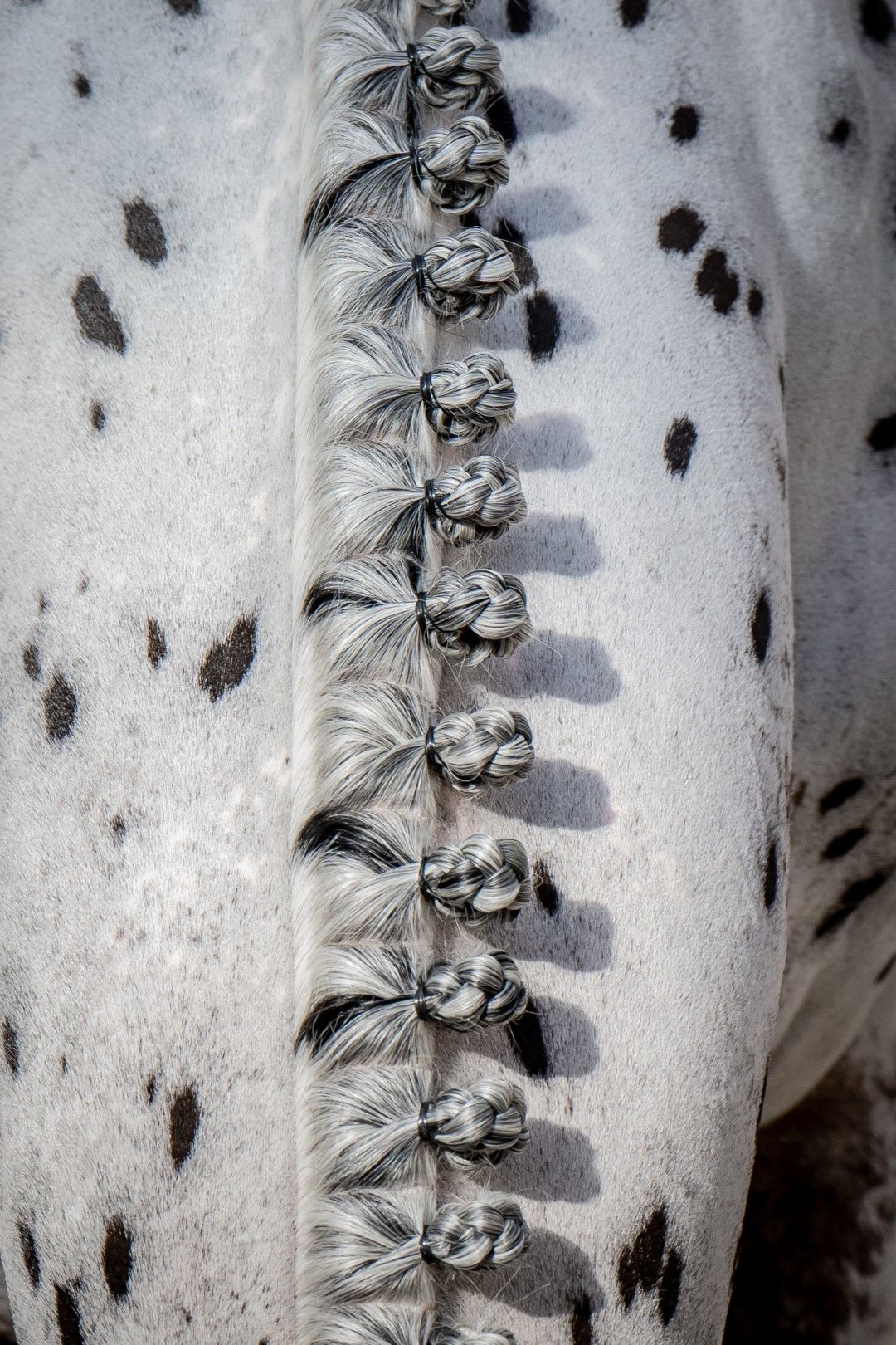 J-Nius V.V. Z - WellGrove Breeders